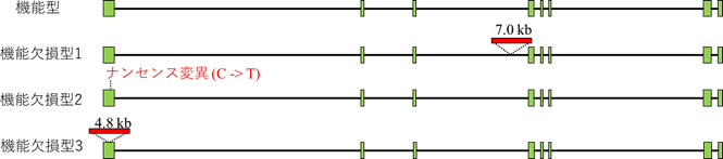  Temary 遺伝子の変異型遺伝子の図